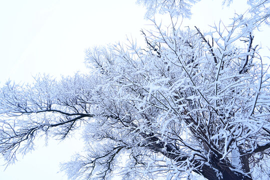 大雪压枝