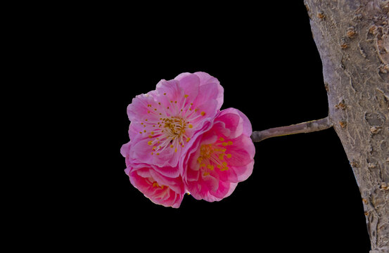 梅花盛开