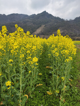 油菜花与远山