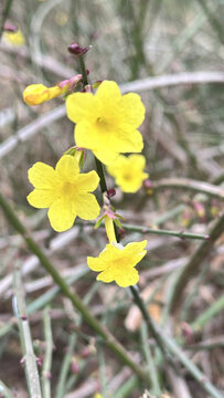 迎春花柳