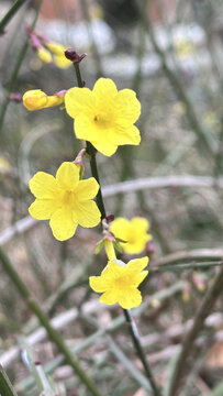 迎春花柳