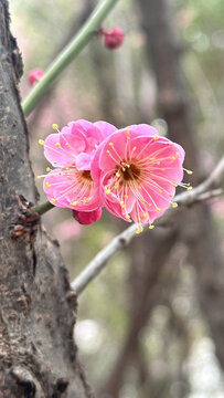 三月桃花