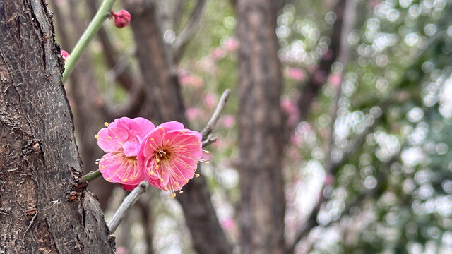 三月桃花