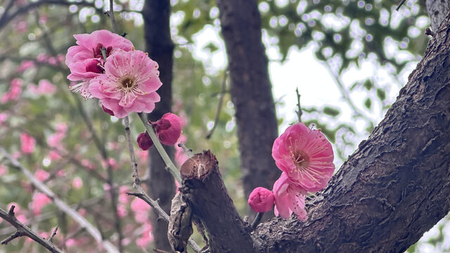 桃花