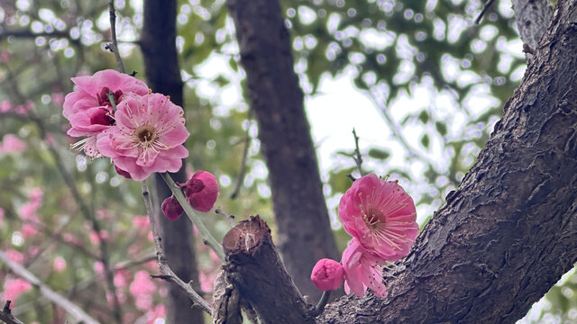 桃花