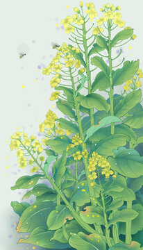 油菜花