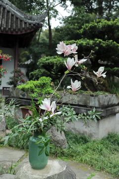 玉兰花