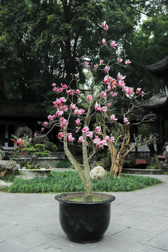 玉兰花盆栽