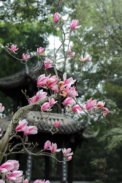粉色玉兰