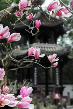 玉兰花