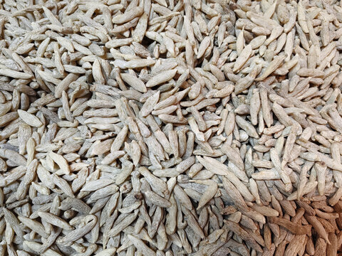 麦冬