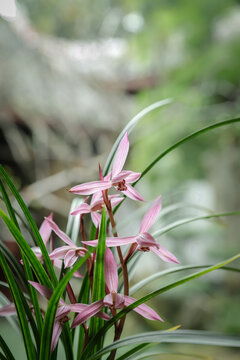 高清兰花