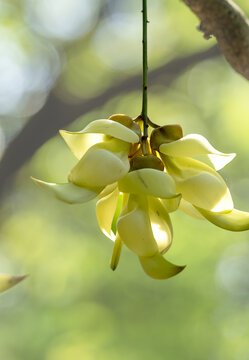 绿色禾雀花