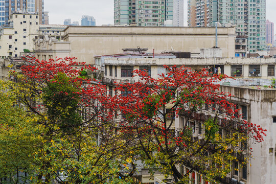 城市木棉树红色繁花建筑景致