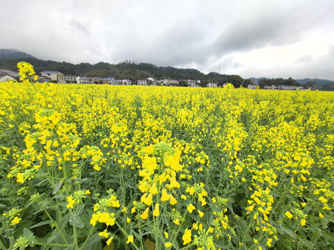 油菜花
