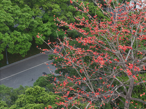 木棉花