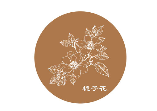 栀子花线稿矢量