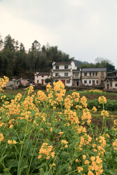 春天油菜花开放