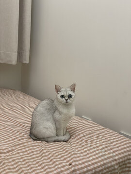 猫咪