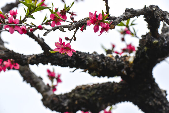 桃花园