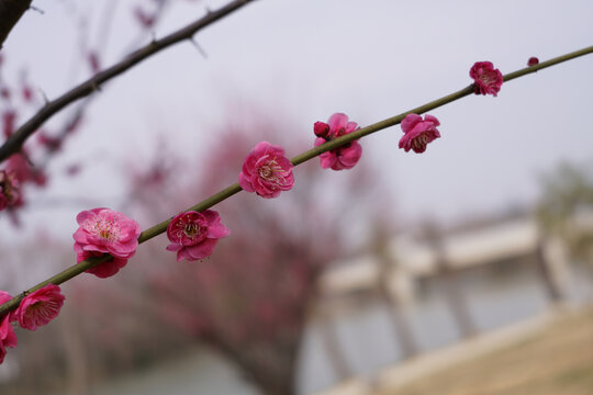 梅花