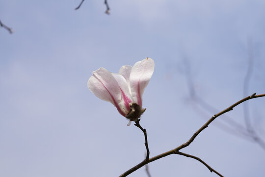一朵玉兰花
