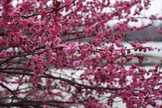 梅花
