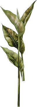 水彩根茎植物