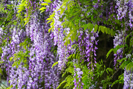 紫藤花枝紫藤花架