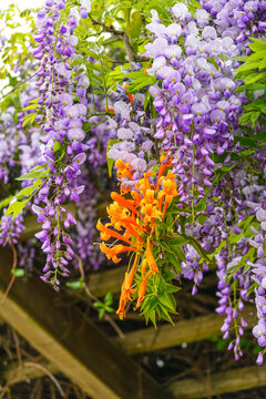 紫藤花炮仗花