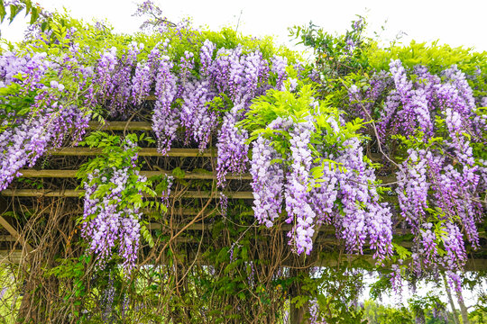 南滇池公园紫藤花廊