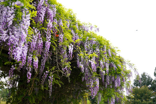紫藤花架景观廊架