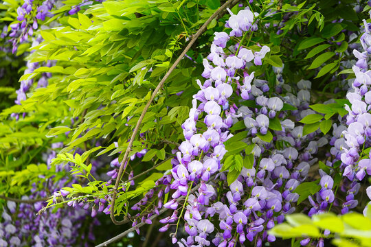 紫色花朵紫藤花