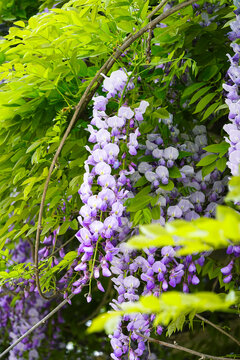 紫藤花枝特写