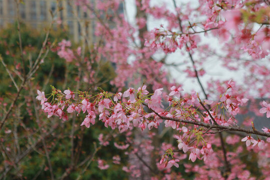 樱花早樱