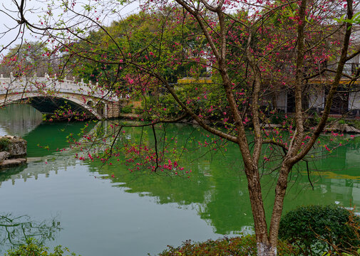 花边桃花