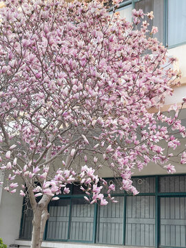 春暖花开