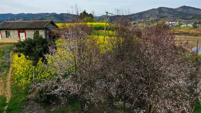 油菜李树