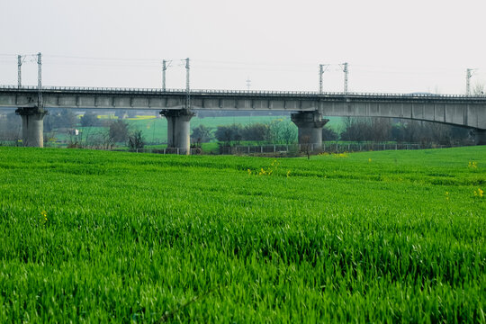 绿油油的麦田