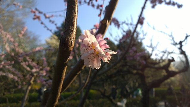 碧桃花