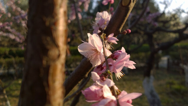 桃花