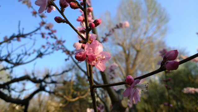 桃花