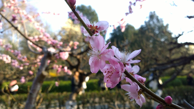 桃花