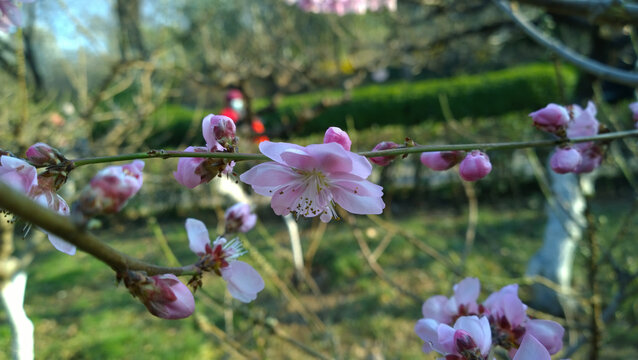 桃花