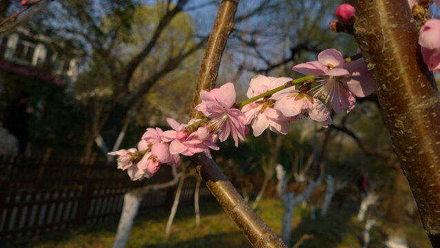 碧桃花