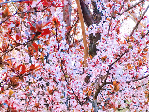 樱桃李子花
