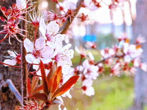 樱桃李子花