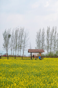 昆明旅游沙缇村油菜花