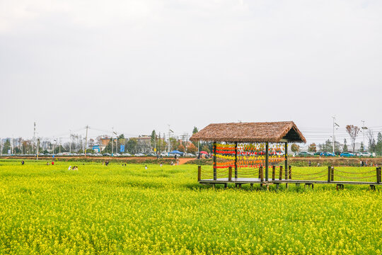 油菜花春游踏青