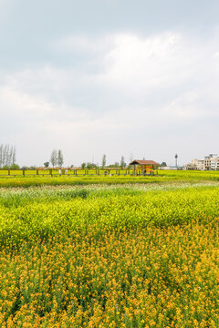 彩色油菜花海